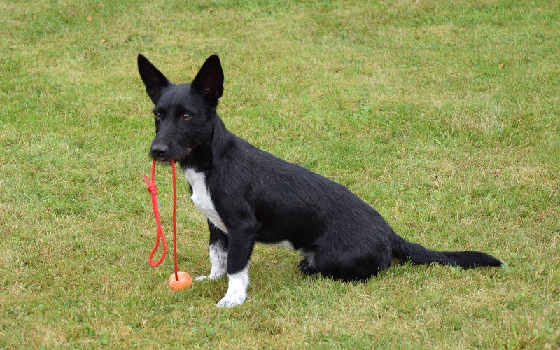 Lenny "The HF-Checker" on Dog walk